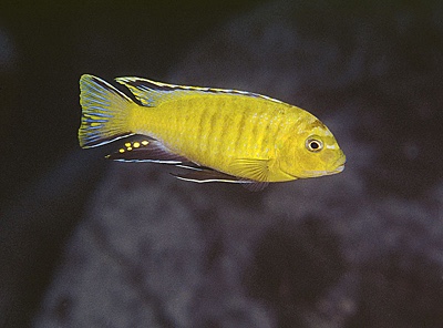 Maylandia nigrodorsalis 'Nkhungu Point'